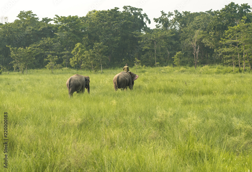 Mahout or elephant rider with two elephants Mahout or elephant rider with two elephants
