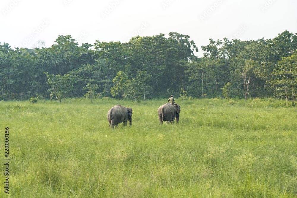 Mahout or elephant rider with two elephants