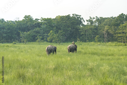 Mahout or elephant rider with two elephants