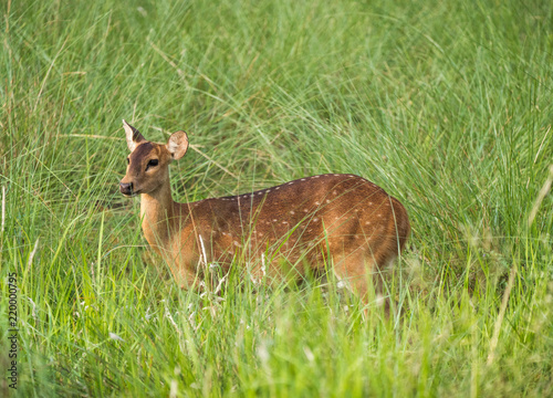 Sika or spotted deer in elephant grass tangle