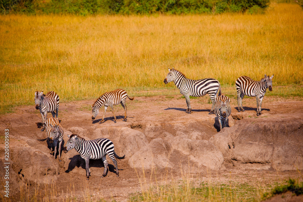 Naklejka premium A big herd of zebras in Africa