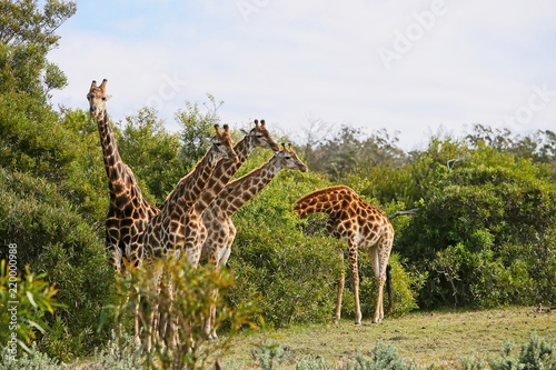 A picture of giraffes  Giraffa  in the wild in South Africa. 