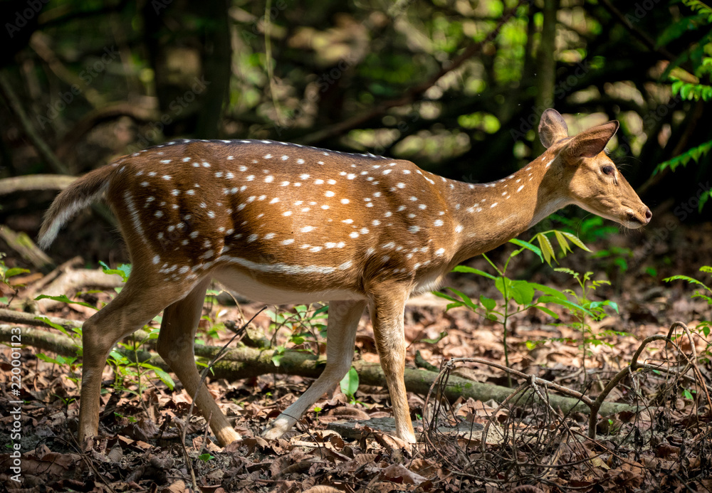 spotted or sika deer in the jungle spotted or sika deer in the jungle