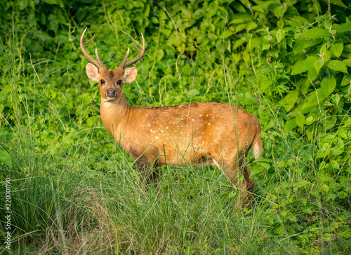 spotted or sika deer in the jungle