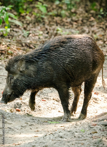 Wild boar male feeding in the jungle
