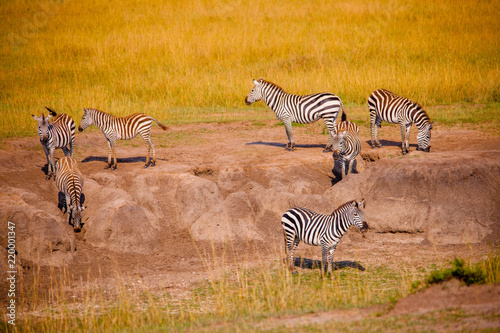 A big herd of zebras in Africa