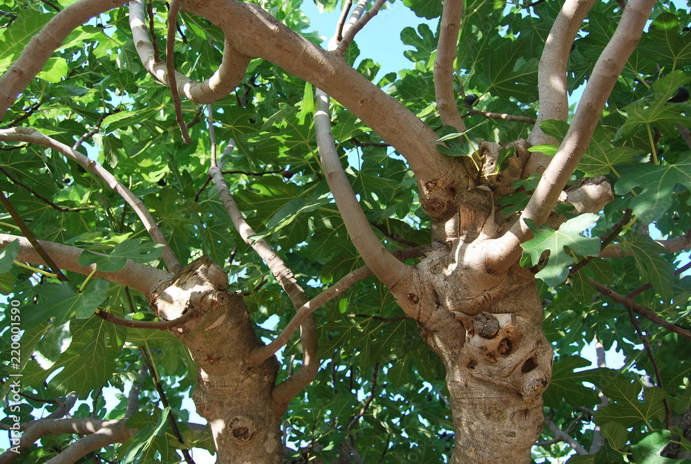 Spanish Fig Tree