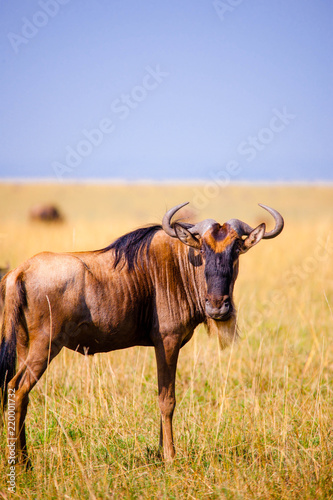 Portrait shots of antelope, wildebeest, kudu, impala, gazelle, hartebeest in Africa © Jared