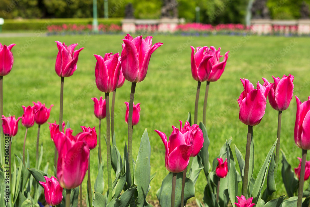 Pink tulips in the park in spring