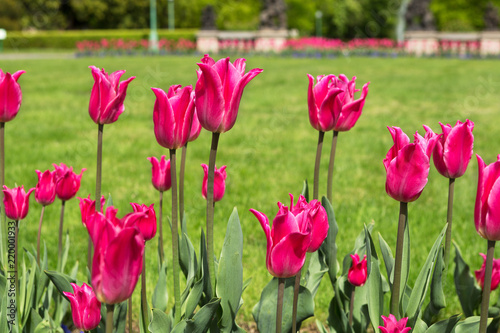 Pink tulips in the park in spring © Ruslan Kudrin