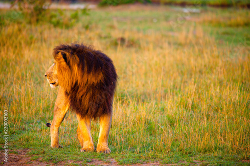An African lion looking powerful in his pride land in Africa