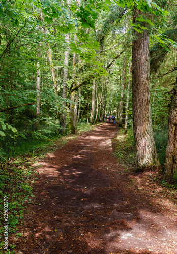 sunny summer day in the forest in the wild; forest road passing through large trees; green forest landscape with brown path