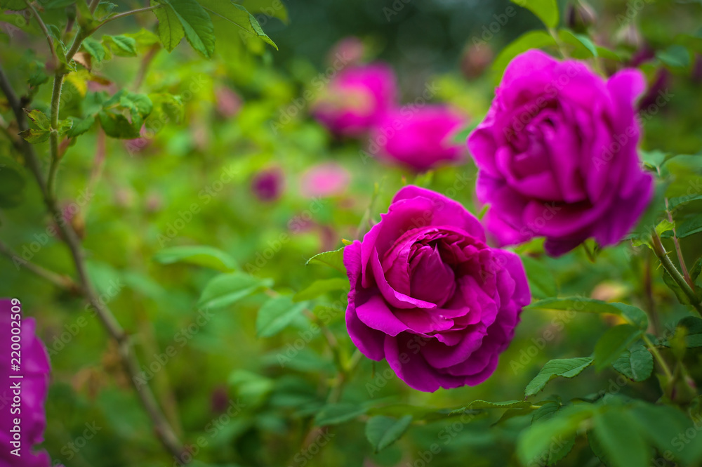 Pink roses with buds on a background of a green bush in the garden. Beautiful pink flowers in the summer garden. Pink roses with buds on a background of a green bush in the garden. Beautiful pink flowers in the summer garden.