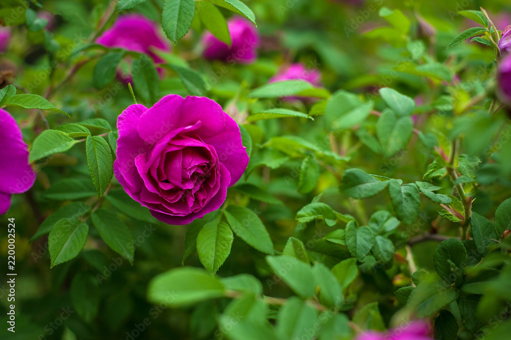Pink roses with buds on a background of a green bush in the garden. Beautiful pink flowers in the summer garden. Pink roses with buds on a background of a green bush in the garden. Beautiful pink flowers in the summer garden.