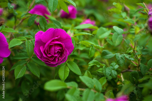 Pink roses with buds on a background of a green bush in the garden. Beautiful pink flowers in the summer garden.