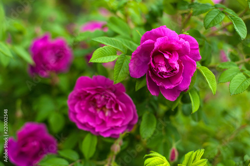 Pink roses with buds on a background of a green bush in the garden. Beautiful pink flowers in the summer garden.