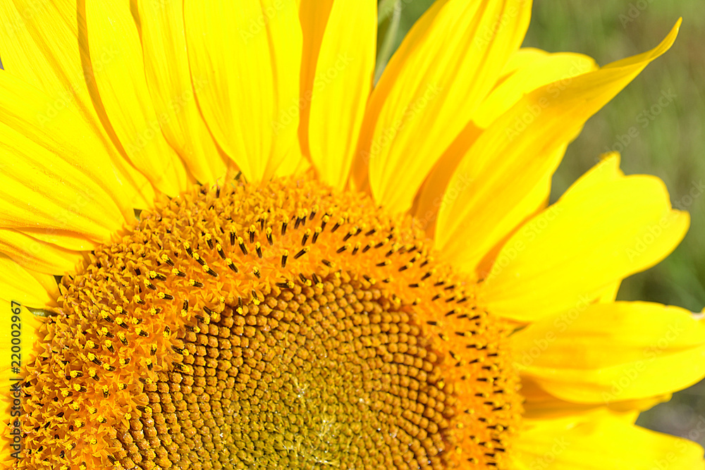 field of sunflowers near the road field of sunflowers near the road