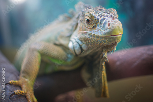 iguana and chameleon are in the aquarium