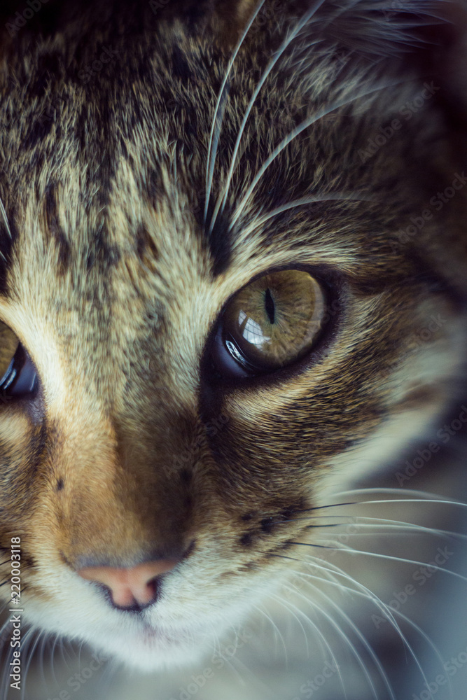 beautiful kitten is resting, kitten's eyes