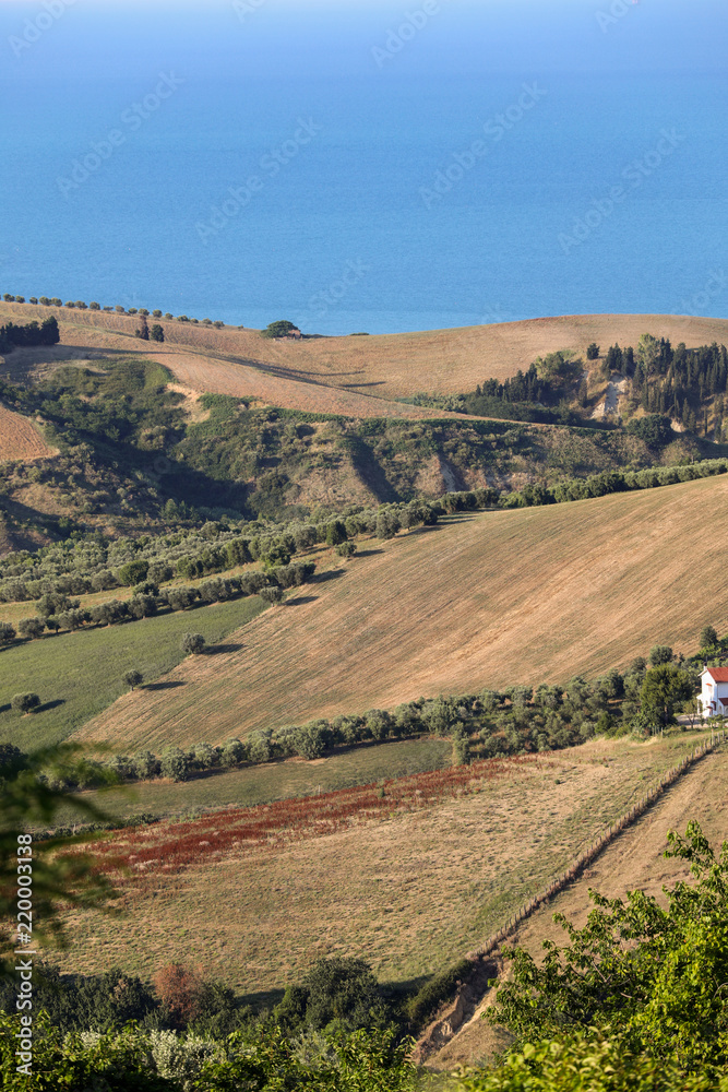 Panoramic view of olive groves and farms on rolling hills of Abruzzo and in the background the Adriatic Sea. Italy