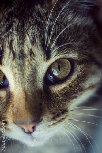 beautiful kitten is resting, kitten's eyes