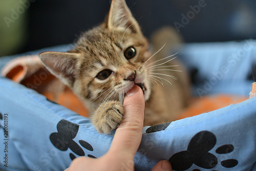 beautiful kitten is resting, kitten's eyes