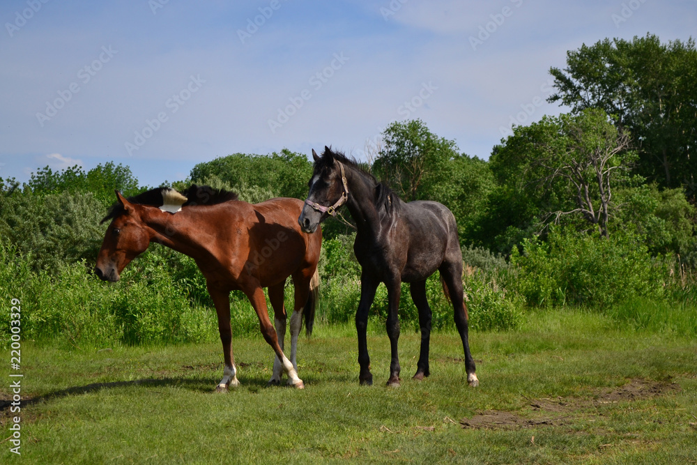 Fototapeta premium beautiful horses walk along the shore with a shepherd