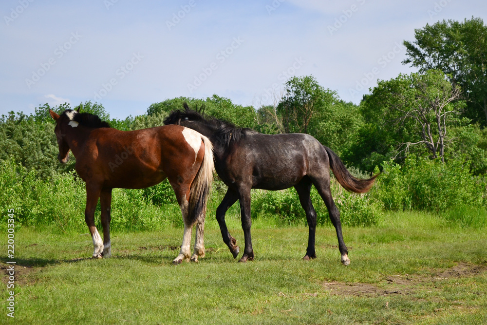 beautiful horses walk along the shore with a shepherd