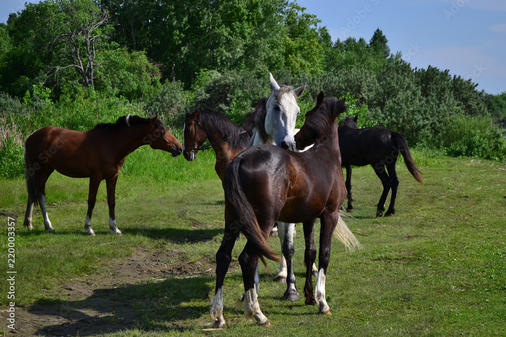 beautiful horses walk along the shore with a shepherd