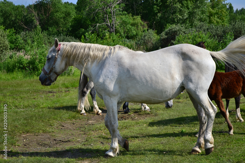 Obraz premium beautiful horses walk along the shore with a shepherd
