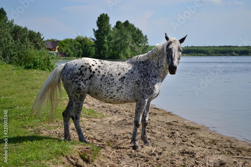 beautiful horses walk along the shore with a shepherd