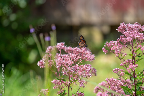 Monarch butterfly on joe pye weed at the Parris Glendening Nature Sanctuary in Lothian Southern Maryland Anne Arundel County USA
