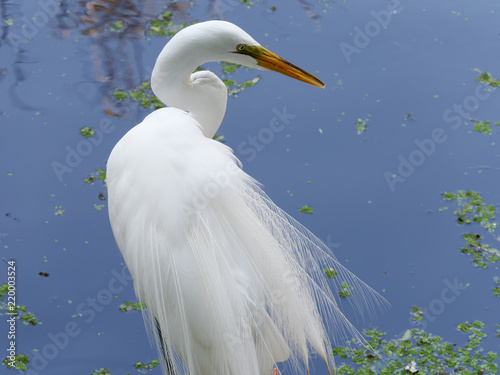 snowy egret against pure blue water background