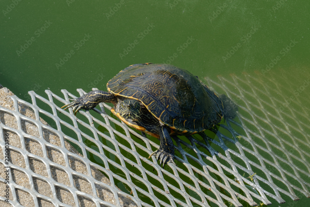 Obraz premium angry turtle