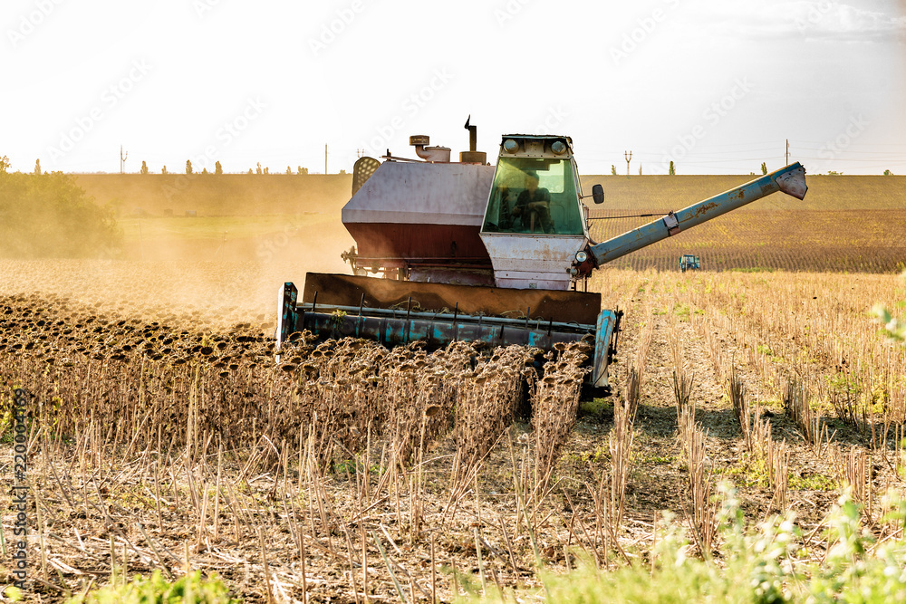 Fototapeta premium Harvester on the field mowing sowing, collects autumn harvest.
