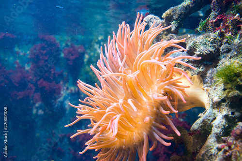 koralle, korallenriff, anemone