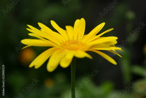 Beautiful yellow flower close-up on blurred green background