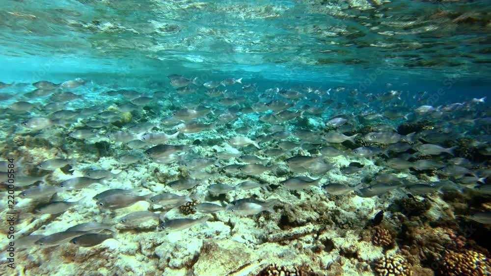 Shoal of fish in french polynesia Shoal of fish in french polynesia