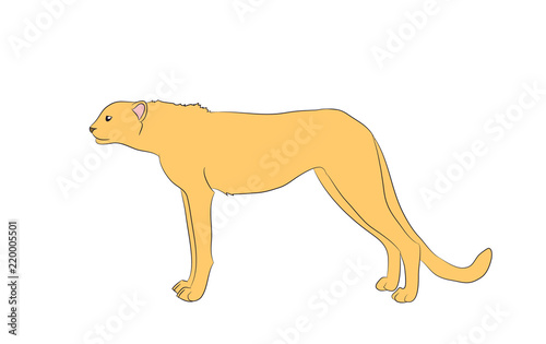 cheetah  which stands  vector  white background