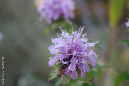 Purple bee balm visited by a honey bee gathering nectar photo