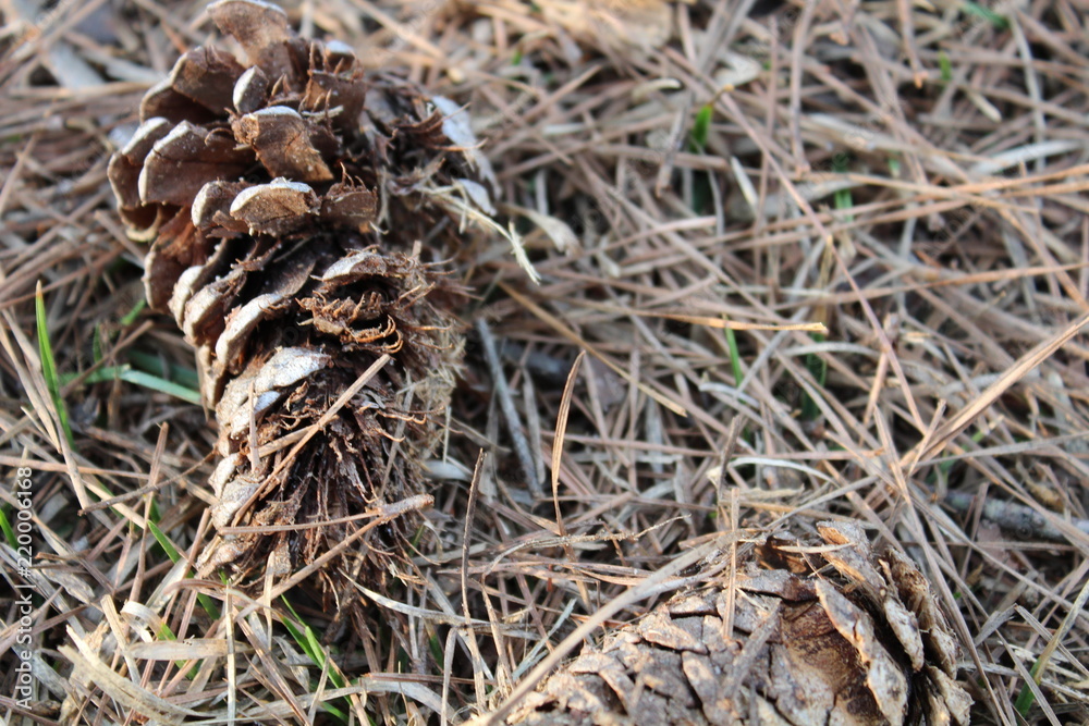 Pine cone Pine cone