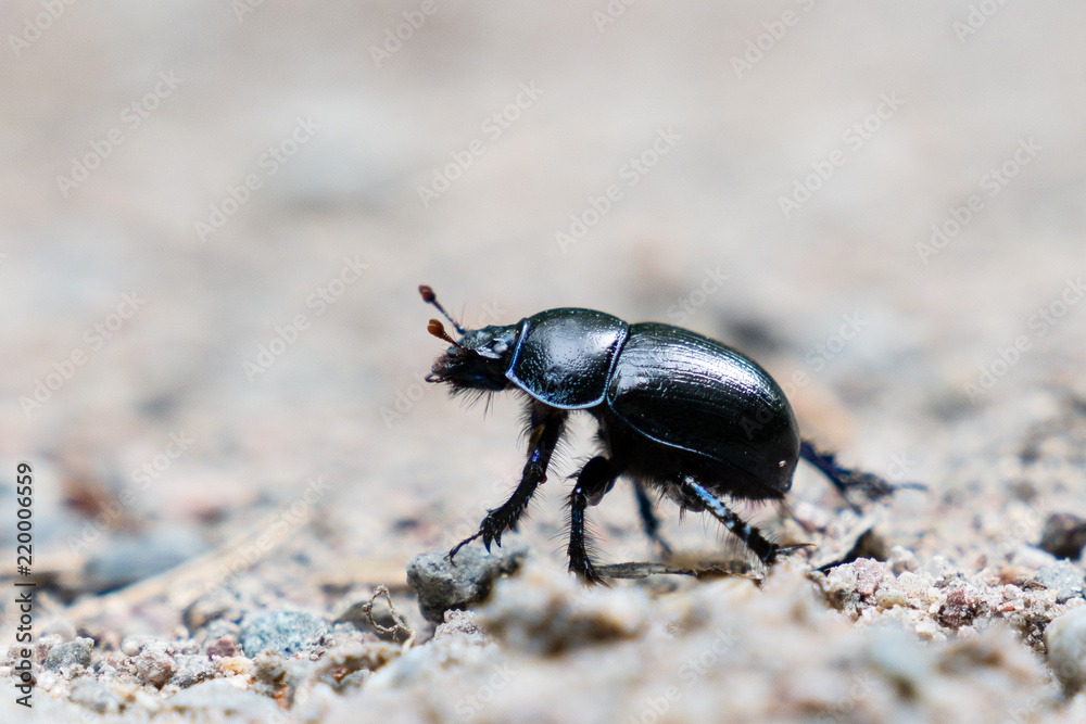 Beatle Beatle