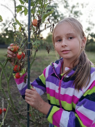 young girl harvesting tomatoes in the garden