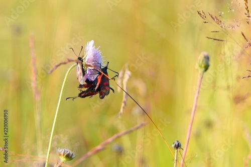 Tableau sur toile Beetles on the meadow