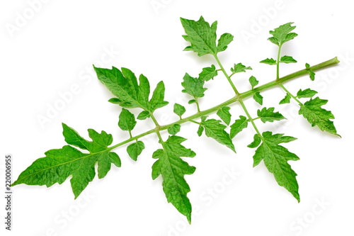 Tomato leaves isolated