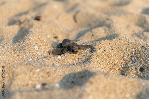 Close-up of a freshly hatched Loggerhead turtle. Focus on the turtle's head.