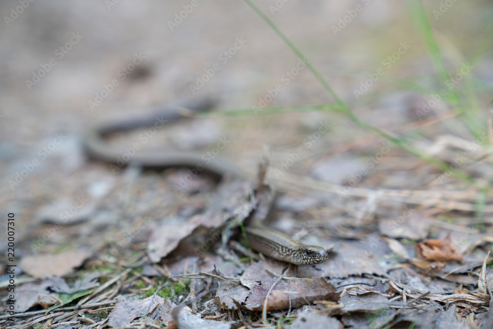 Kopparödla Kopparödla