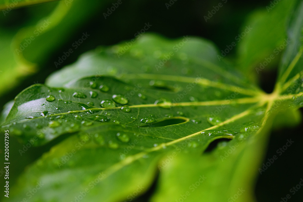 Rain drops on green leaves. Macro. Soft focus Rain drops on green leaves. Macro. Soft focus