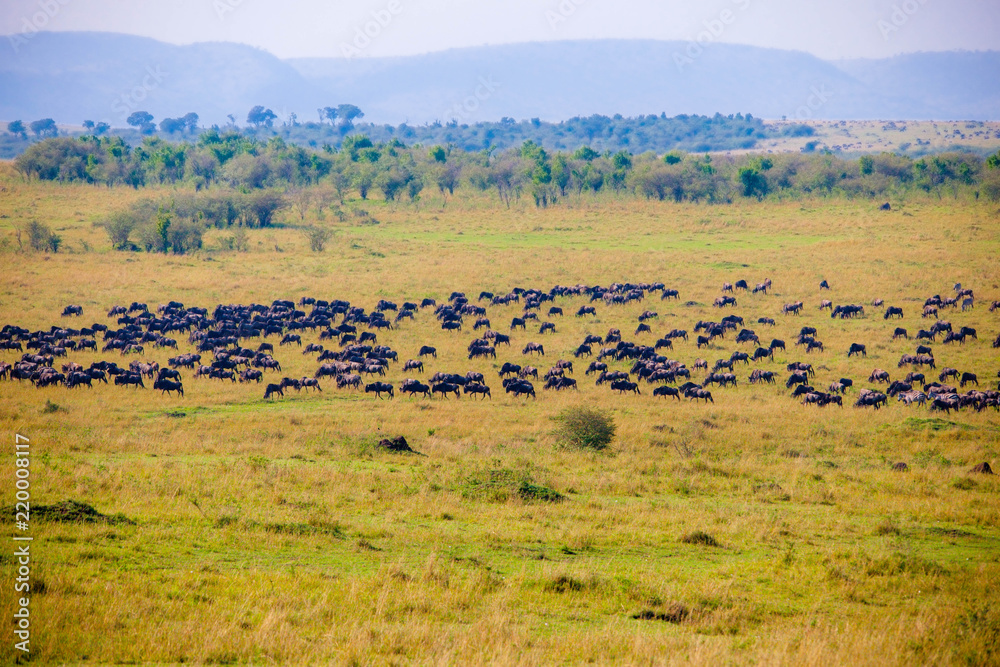 A herd of wildebeest crossing the river in Africa A herd of wildebeest crossing the river in Africa
