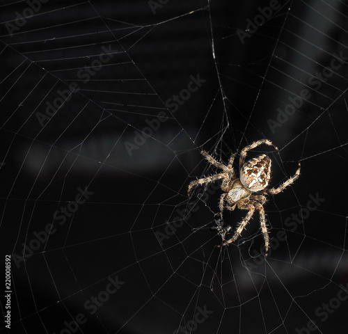 Araneus diadematus, Cross spider at closeup, with copy space in web towards black